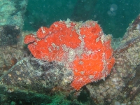 Подводный мир о.Борнео