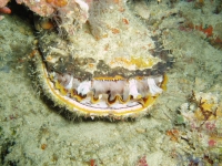 Подводный мир о.Борнео