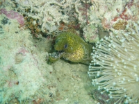 Подводный мир о.Борнео