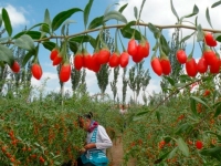 Ягоды годжи для похудения