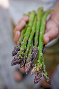 Спаржа – чудо-растение