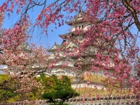 Путь к сердцу Японии через ее язык