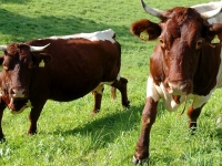 Что такое зеленый туризм?