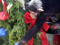 Как встретить 2016 год - год Обезьяны?