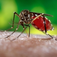 Как работают электронные отпугиватели и в чем их преимущества?