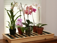 Как ухаживать за цветами в доме