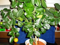 Как ухаживать за цветами в доме