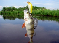 Страсти про снасти. В поисках идеального спиннинга