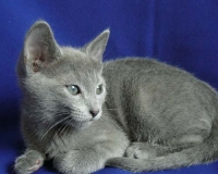 Русская голубая – отличный выбор!