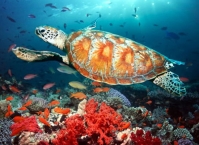 Тропические страны мира