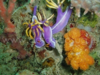 Подводный мир о.Борнео