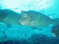 Подводный мир о.Борнео