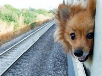 Путешествие с собакой