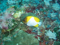 Подводный мир о.Борнео