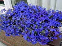 Особенности выращивания агератума