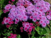 Особенности выращивания агератума