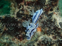 Подводный мир о.Борнео