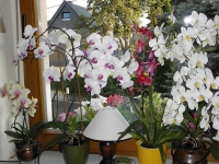 Как ухаживать за цветами в доме