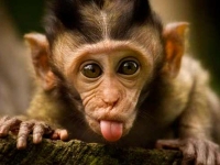 Как встретить 2016 год - год Обезьяны?