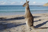 Отдых в Европе и Океании: почувствуйте вкус контрастов