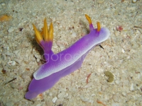 Подводный мир о.Борнео