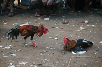 Культура и традиции на Бали