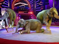 Лучшие цирковые программы