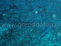 Подводный мир о.Борнео