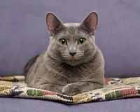 Русская голубая – отличный выбор!