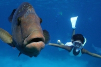 Снаряжение для снорклинга