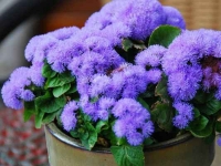 Особенности выращивания агератума