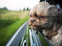 Путешествие с собакой