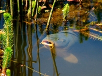 Рыбалка в июне