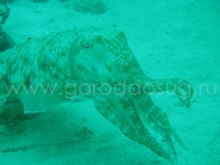 Подводный мир о.Борнео