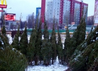 Как выбрать новогоднюю елку?