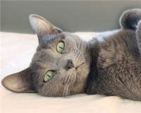 Русская голубая – отличный выбор!