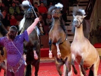 Лучшие цирковые программы