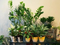 Как ухаживать за цветами в доме