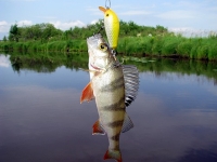 Рыбалка в июне