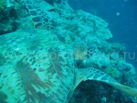 Подводный мир о.Борнео