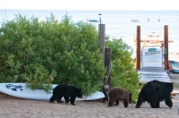 Смешный "пляжные" законы на популярных курортах