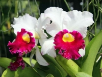 Орхидеи – потерянные башмачки Афродиты