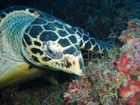 Подводный мир о.Борнео