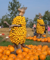 Швыряние тыкв, Делавэр.