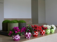 Как ухаживать за цветами в доме