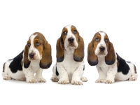 Бассет-хаунд