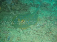 Подводный мир о.Борнео