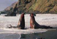 Остров Маккуори