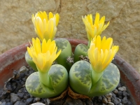 Выращиваем Живые Камни из семян