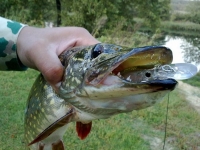 Рыбалка в июне